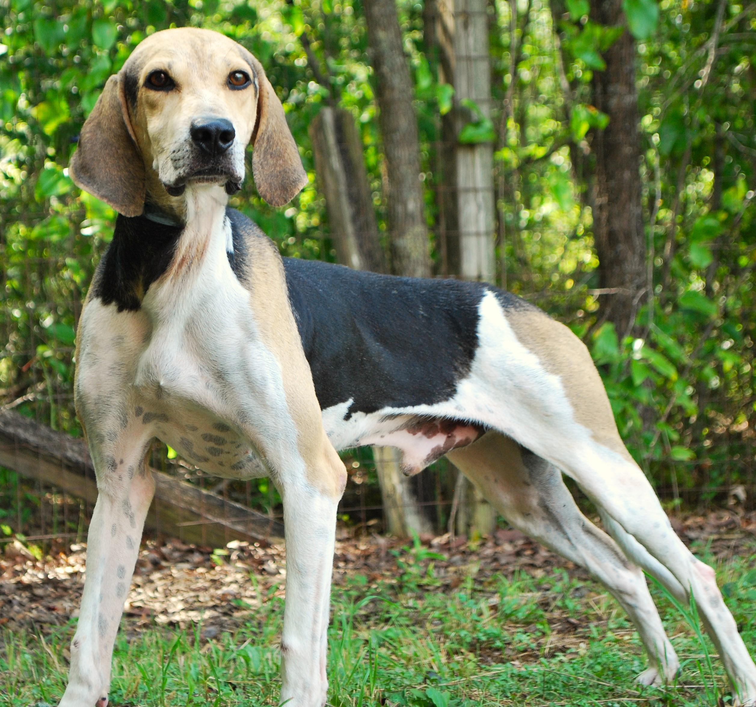 Walker, ADOPTABLE, Adult Male Treeing Walker Coonhound.