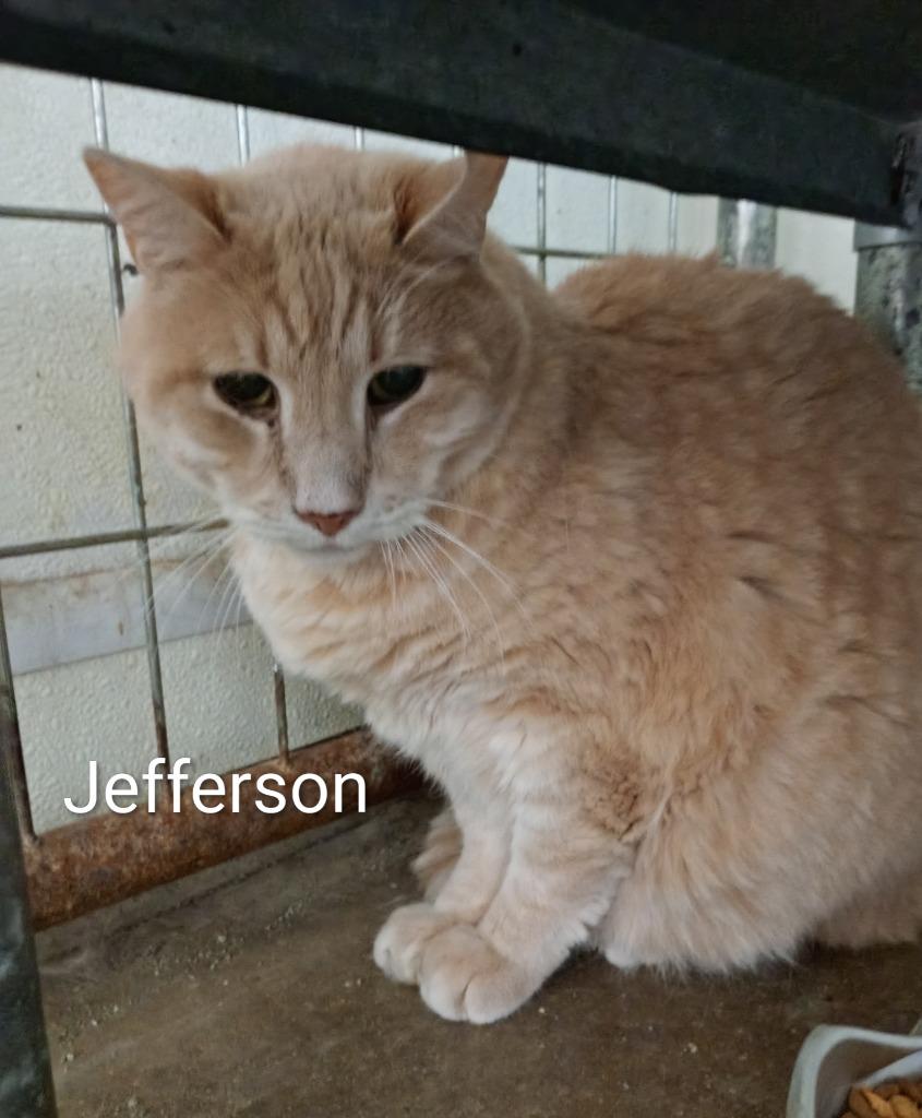 Jefferson (Fee Sponsored), Adoptable, Senior Male Domestic Short Hair.