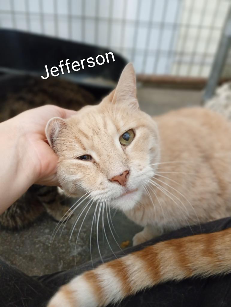 Enlarge Jefferson (Fee Sponsored), a Adoptable mixed breed in Saint James, MN image 2/4