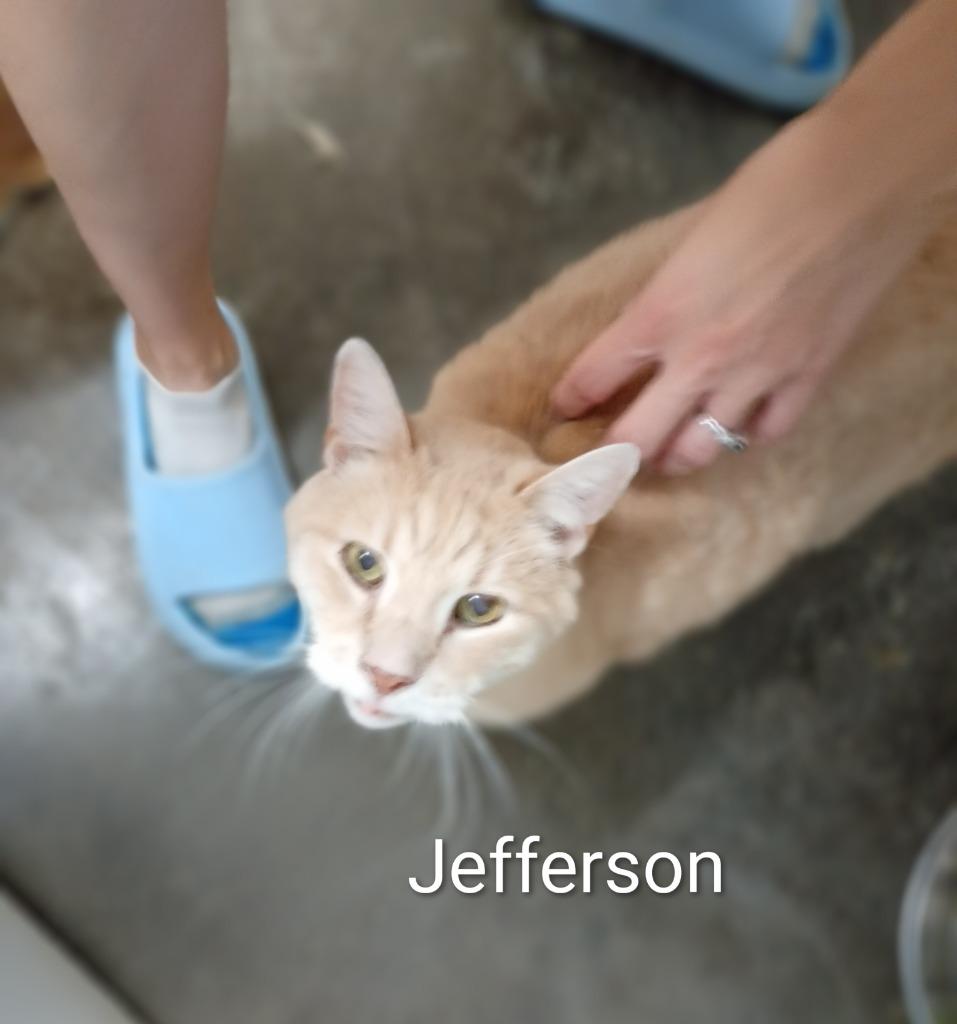 Enlarge Jefferson (Fee Sponsored), a Adoptable mixed breed in Saint James, MN image 3/4