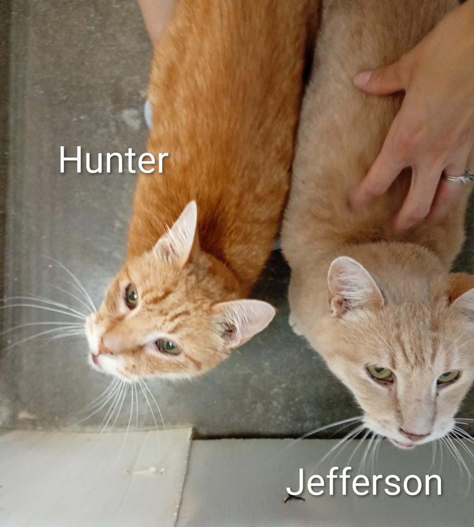 Enlarge Jefferson (Fee Sponsored), a Adoptable mixed breed in Saint James, MN image 4/4