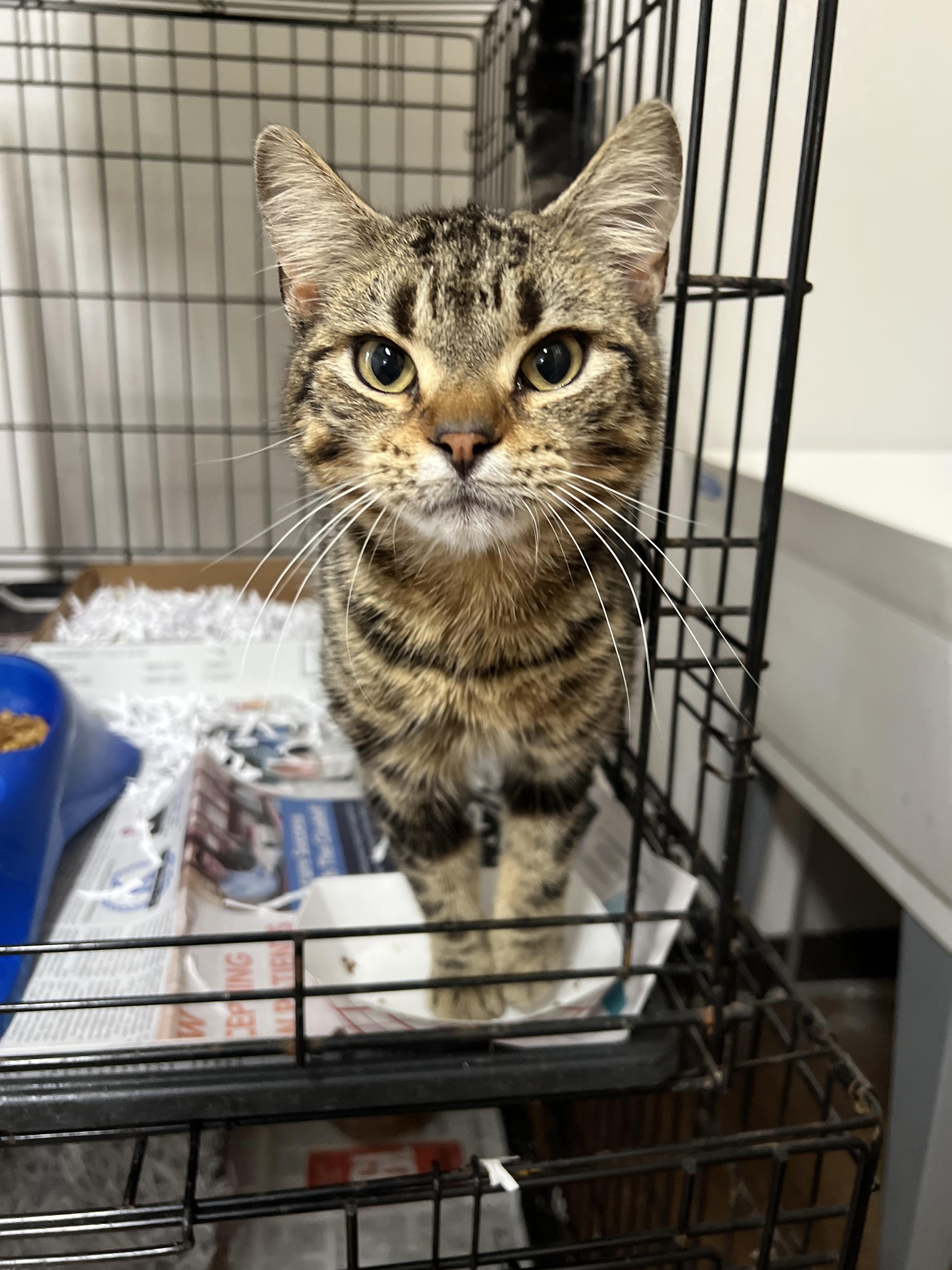 Timmy , adopted, Young Male Domestic Short Hair.