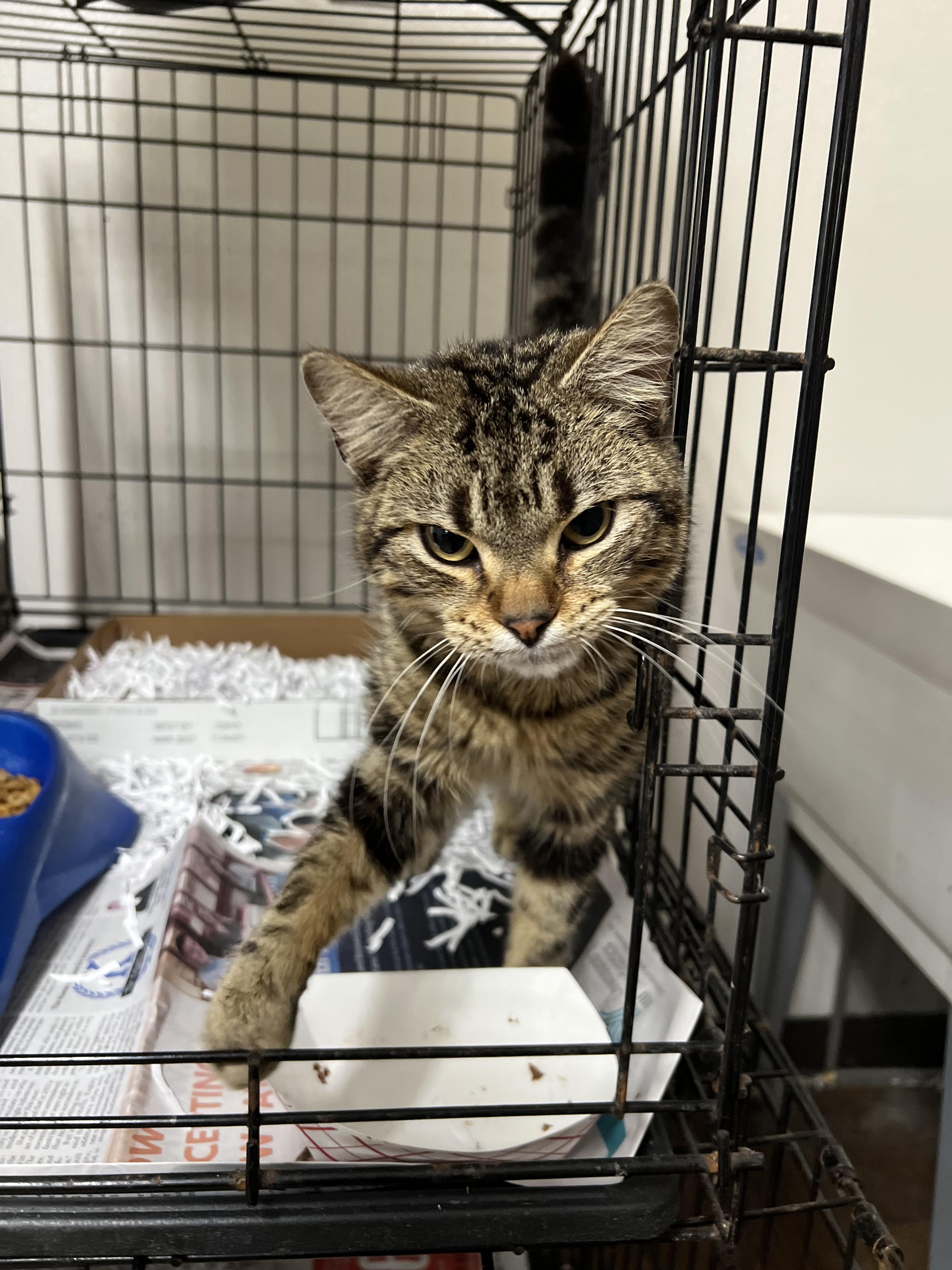 Enlarge Timmy , an adopted Domestic Short Hair in Cambridge, MA image 3/3