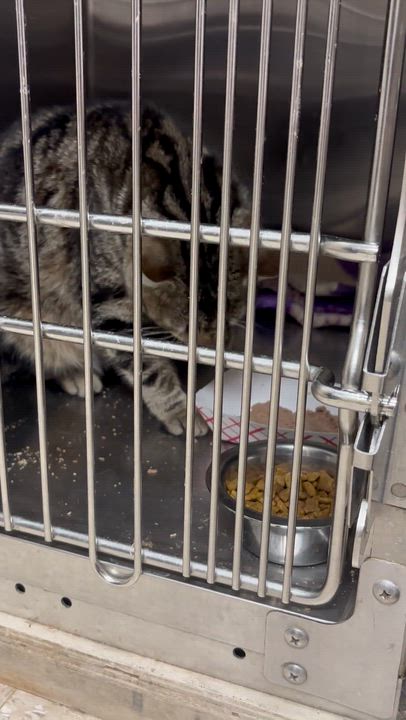 Enlarge Timmy , an adopted Domestic Short Hair in Cambridge, MA video 1/3