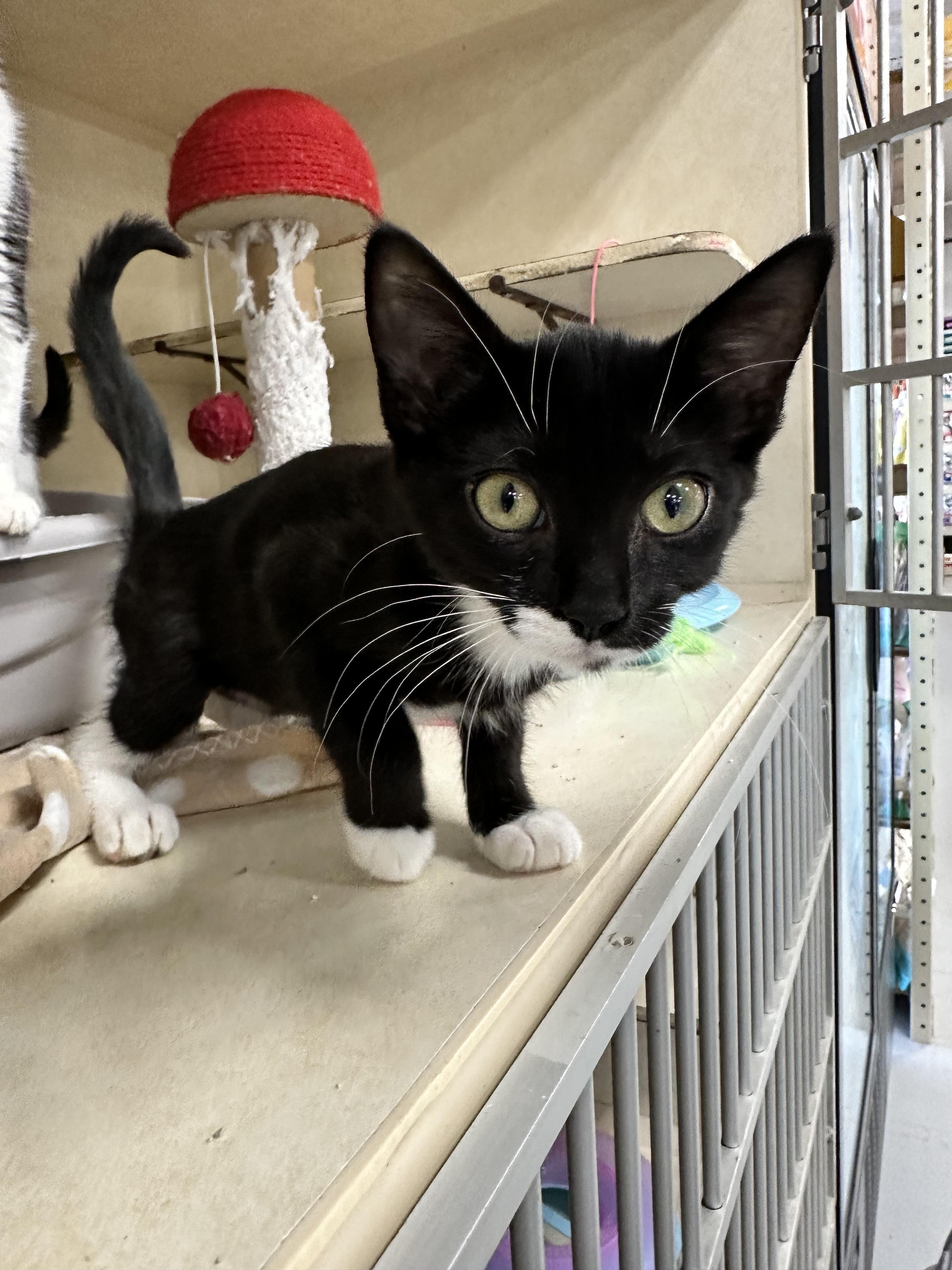 Bunga, an adopted Domestic Short Hair in Lansing, MI image 4/4