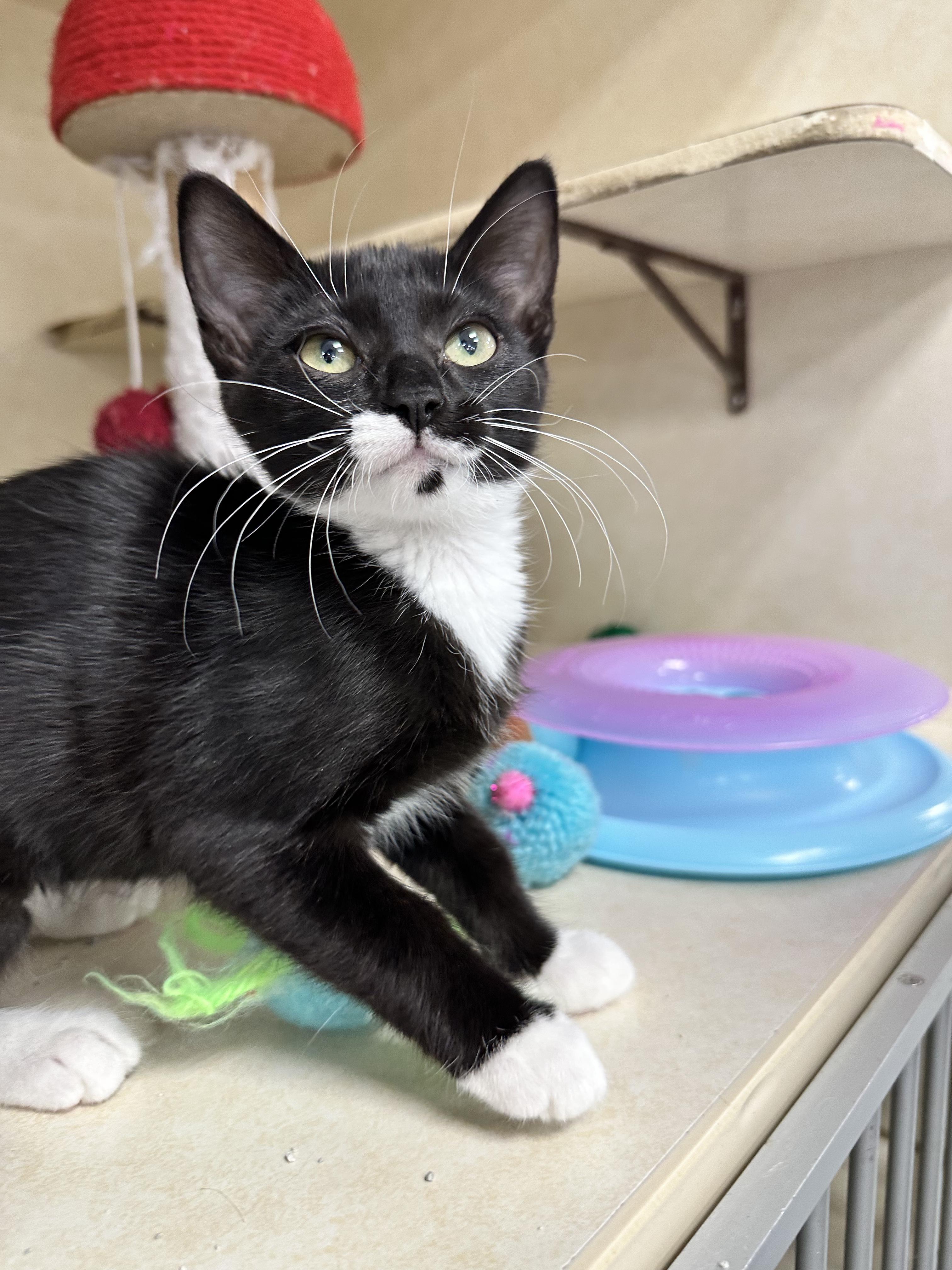 Bunga, an adopted Domestic Short Hair in Lansing, MI image 3/4