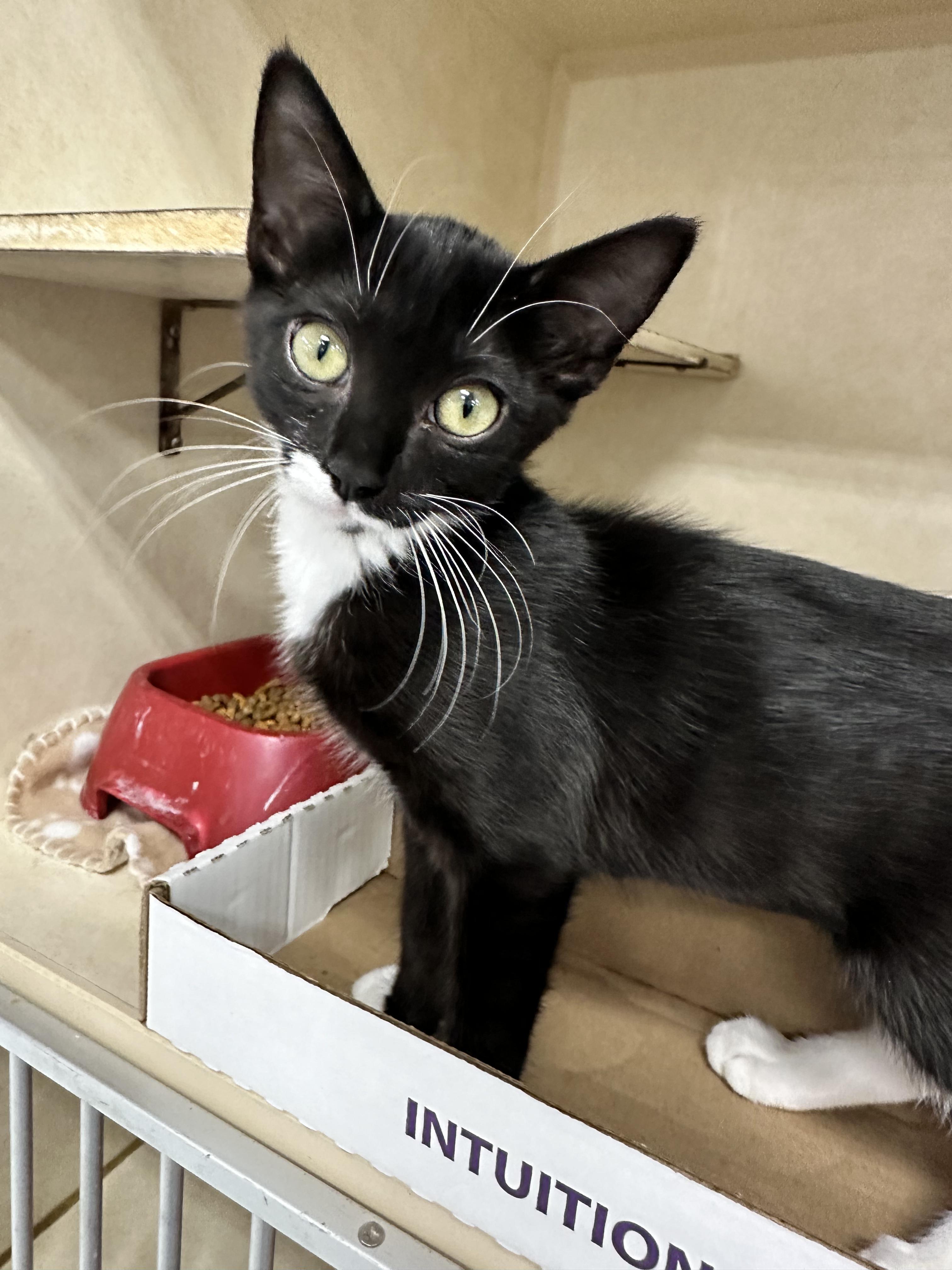 Bunga, adopted, Kitten Female Domestic Short Hair.