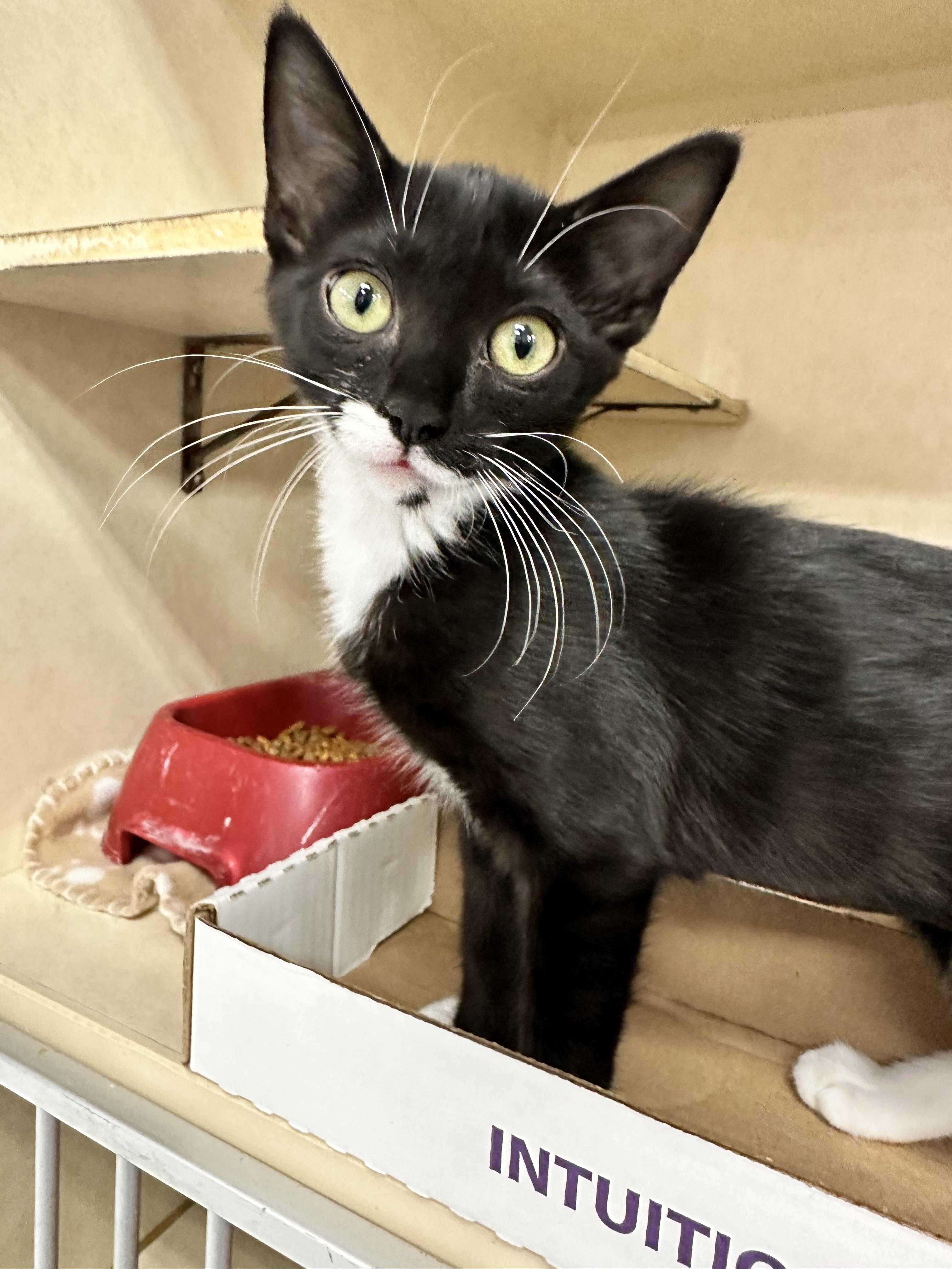 Bunga, an adopted Domestic Short Hair in Lansing, MI image 2/4