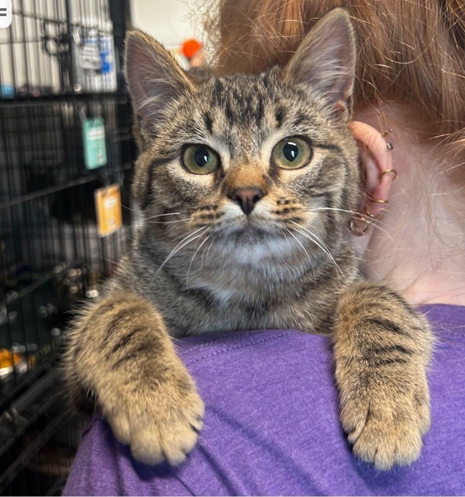 Enlarge Shiloh, an adopted Domestic Short Hair in Cortland, OH image 2/2