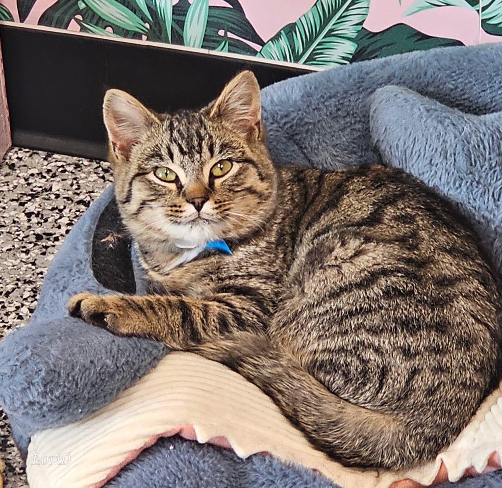 Enlarge Shiloh, an adopted Domestic Short Hair in Cortland, OH image 1/2