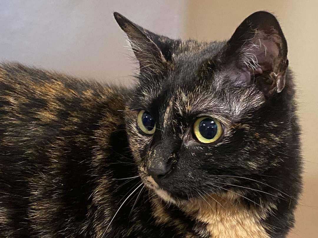 Paige, Adopted, Adult Female Tortoiseshell.