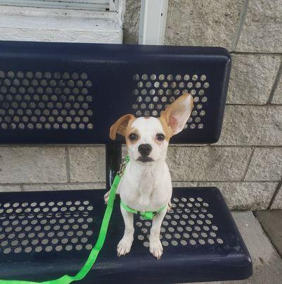 Toby, Adopted, Adult Male Jack Russell Terrier & Chihuahua.