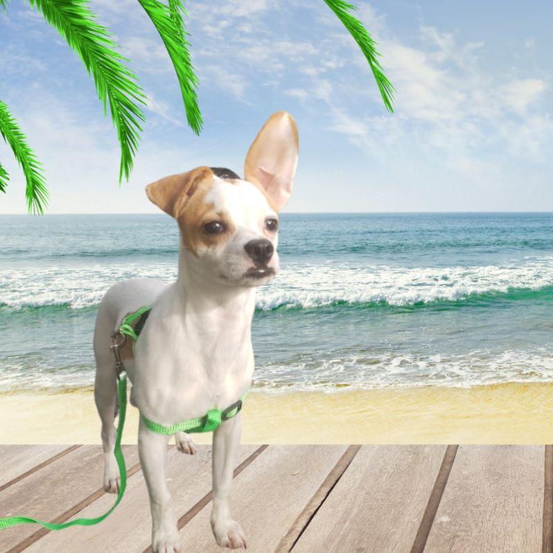 Enlarge Toby, a Adopted mixed breed in Bradenton, FL image 6/6