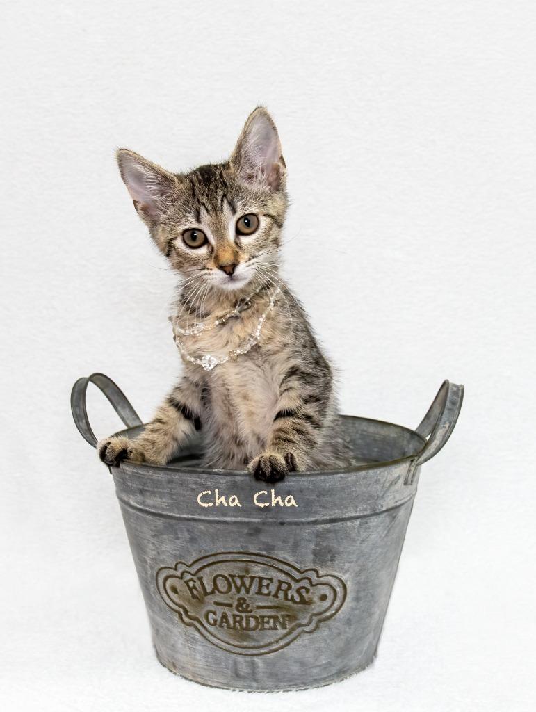 Cha Cha, Adoptable, Kitten Female Domestic Short Hair.