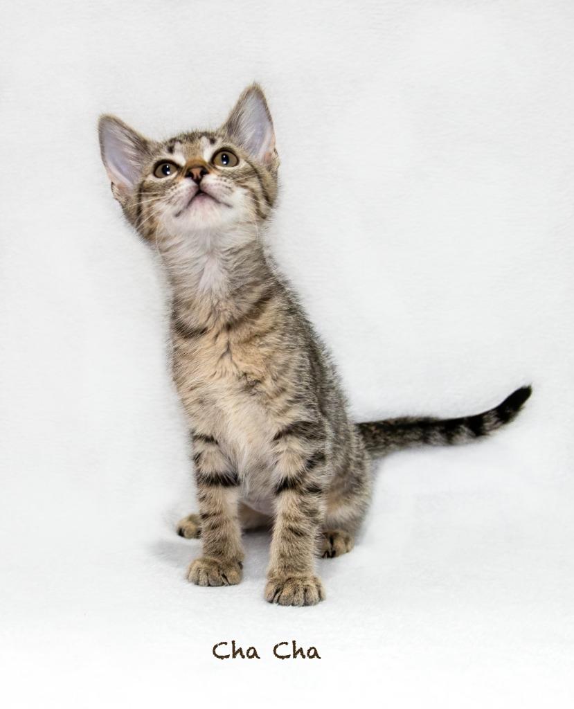 Cha Cha, a Adoptable mixed breed in Hot Springs Village, AR image 2/2