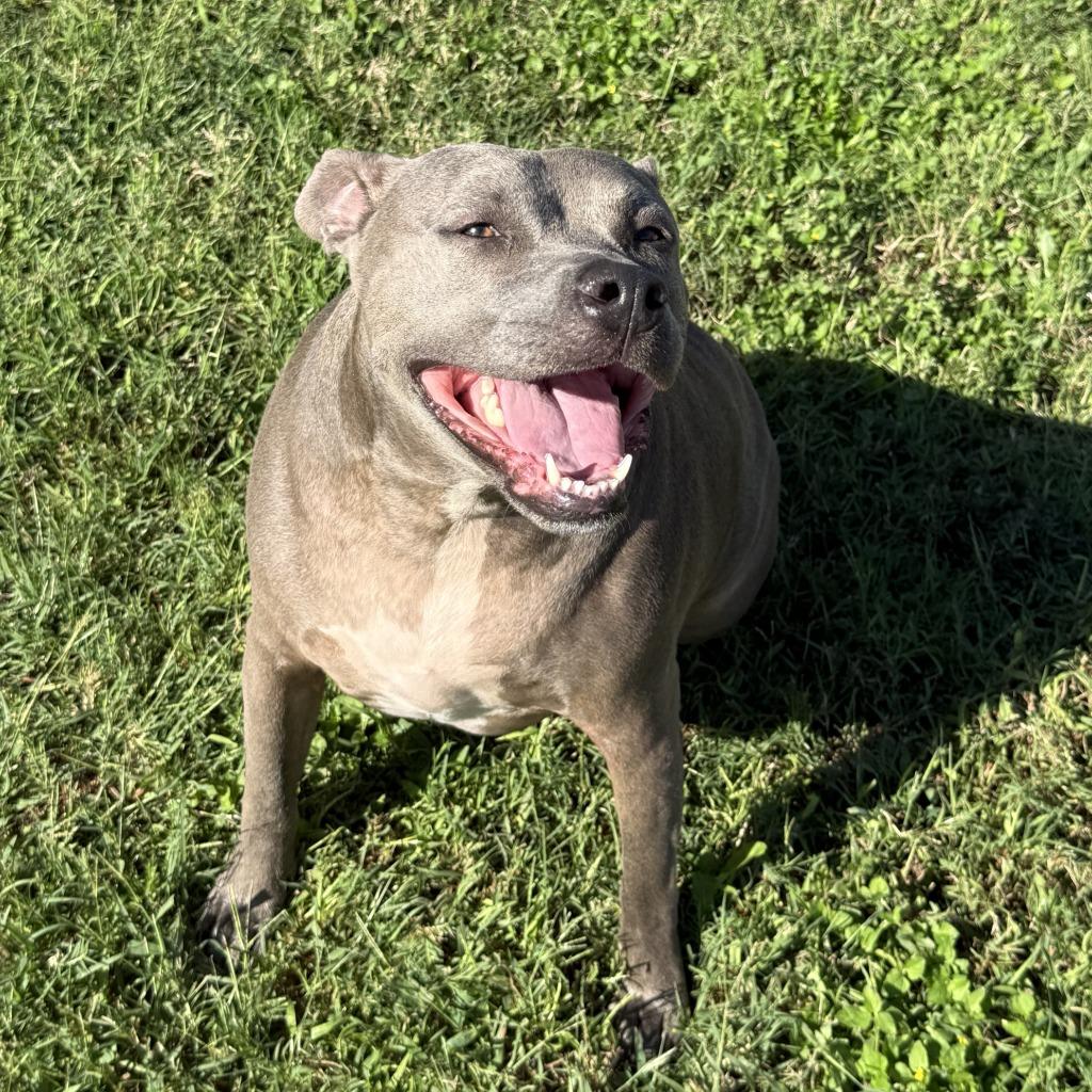 Enlarge Bella-Blue, a Adoptable Pit Bull Terrier in Brenham, TX image 2/6