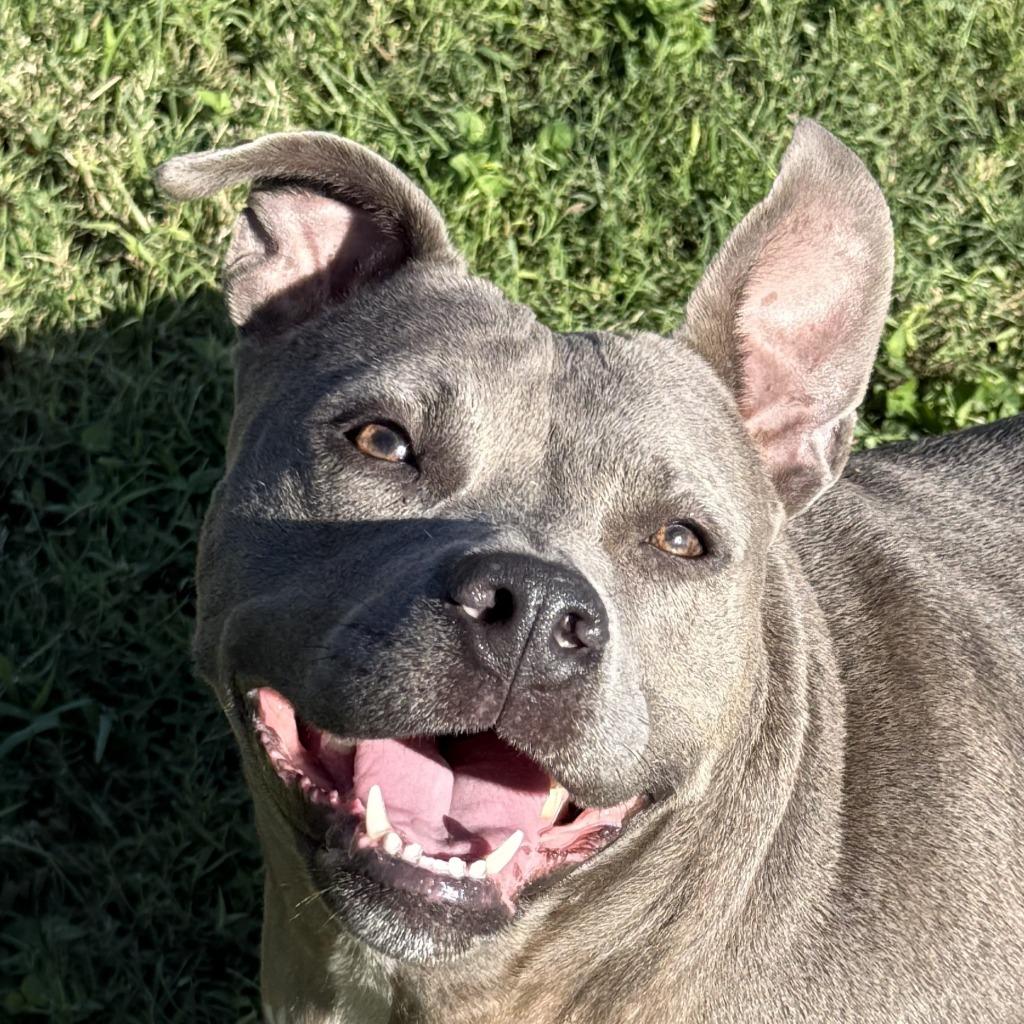Enlarge Bella-Blue, a Adoptable Pit Bull Terrier in Brenham, TX image 1/6