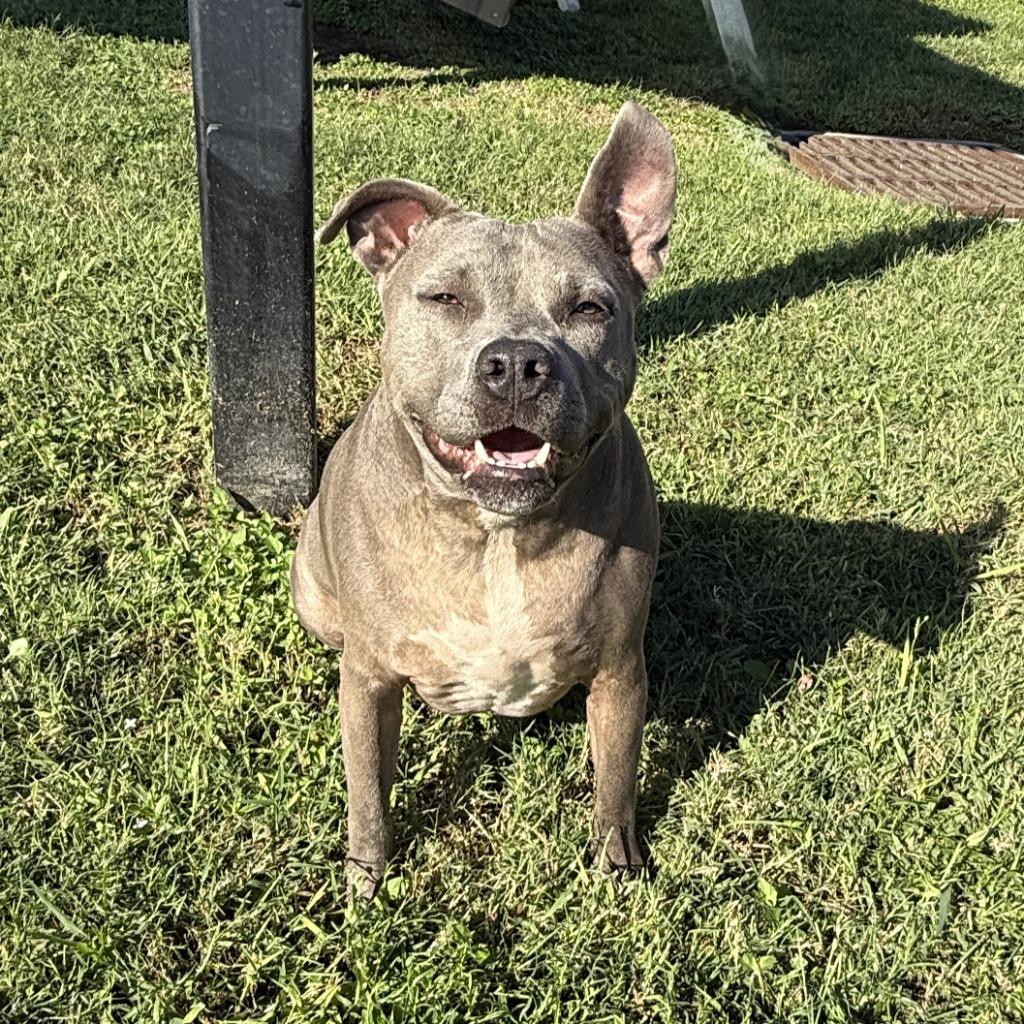 Enlarge Bella-Blue, a Adoptable Pit Bull Terrier in Brenham, TX image 5/6