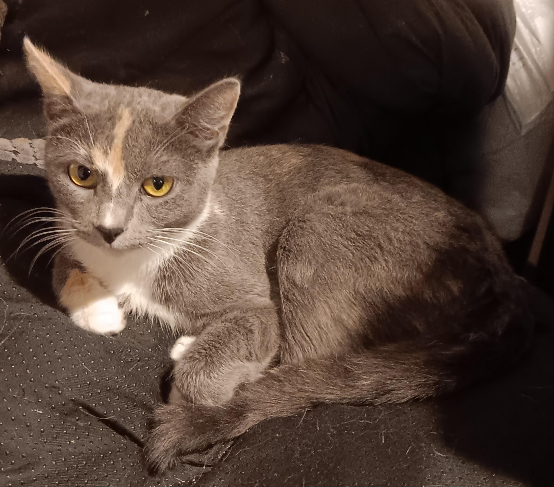 Nicole, Young Female Dilute Calico