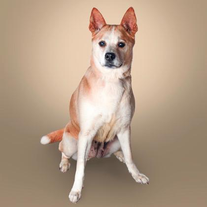 Goldilocks, an adoption pending mixed breed in Greer, SC image 4/5