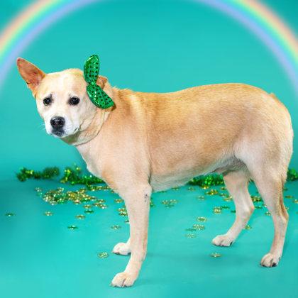 Goldilocks, an adoption pending mixed breed in Greer, SC image 5/5