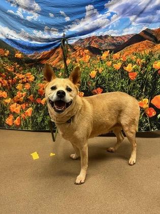 Goldilocks, an adoption pending mixed breed in Greer, SC image 1/5
