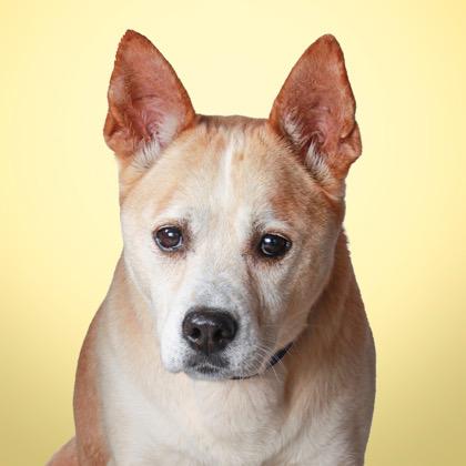 Goldilocks, an adoption pending mixed breed in Greer, SC image 3/5