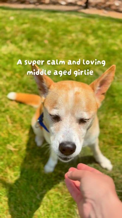 Enlarge Goldilocks, an adoption pending mixed breed in Greer, SC video 2/5