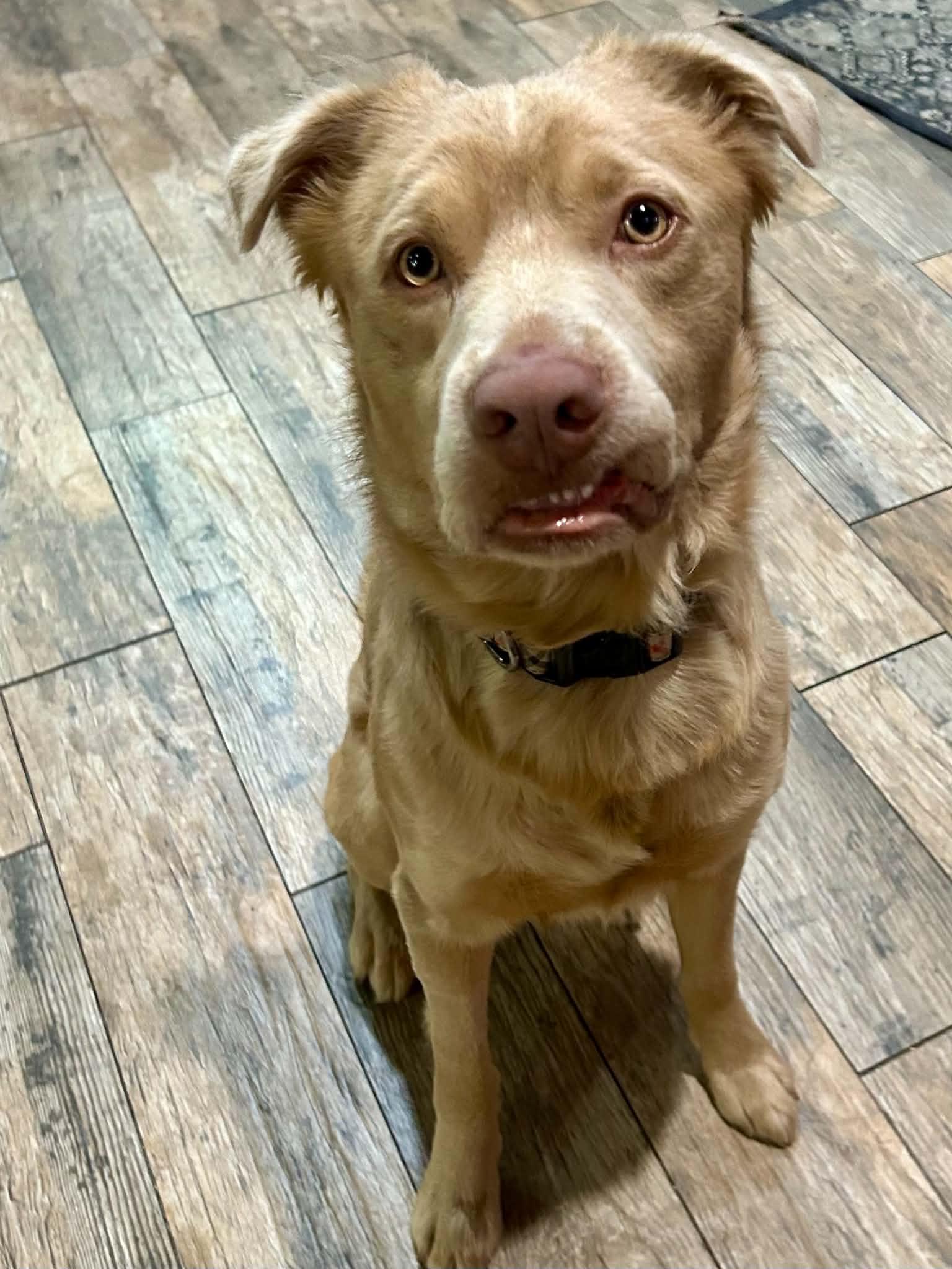 Enlarge Buckley, a Adopted Mixed Breed in New Smyrna Beach, FL image 2/3