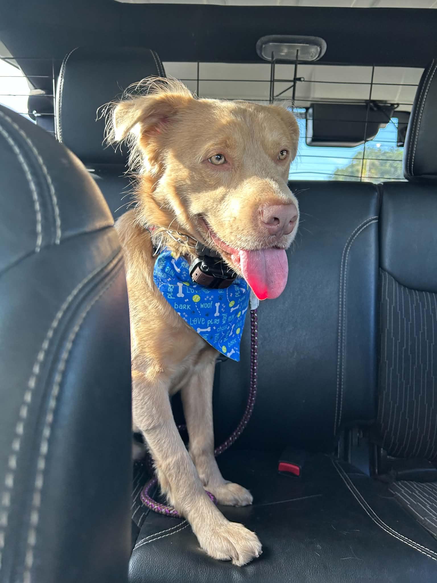 Enlarge Buckley, a Adopted Mixed Breed in New Smyrna Beach, FL image 3/3