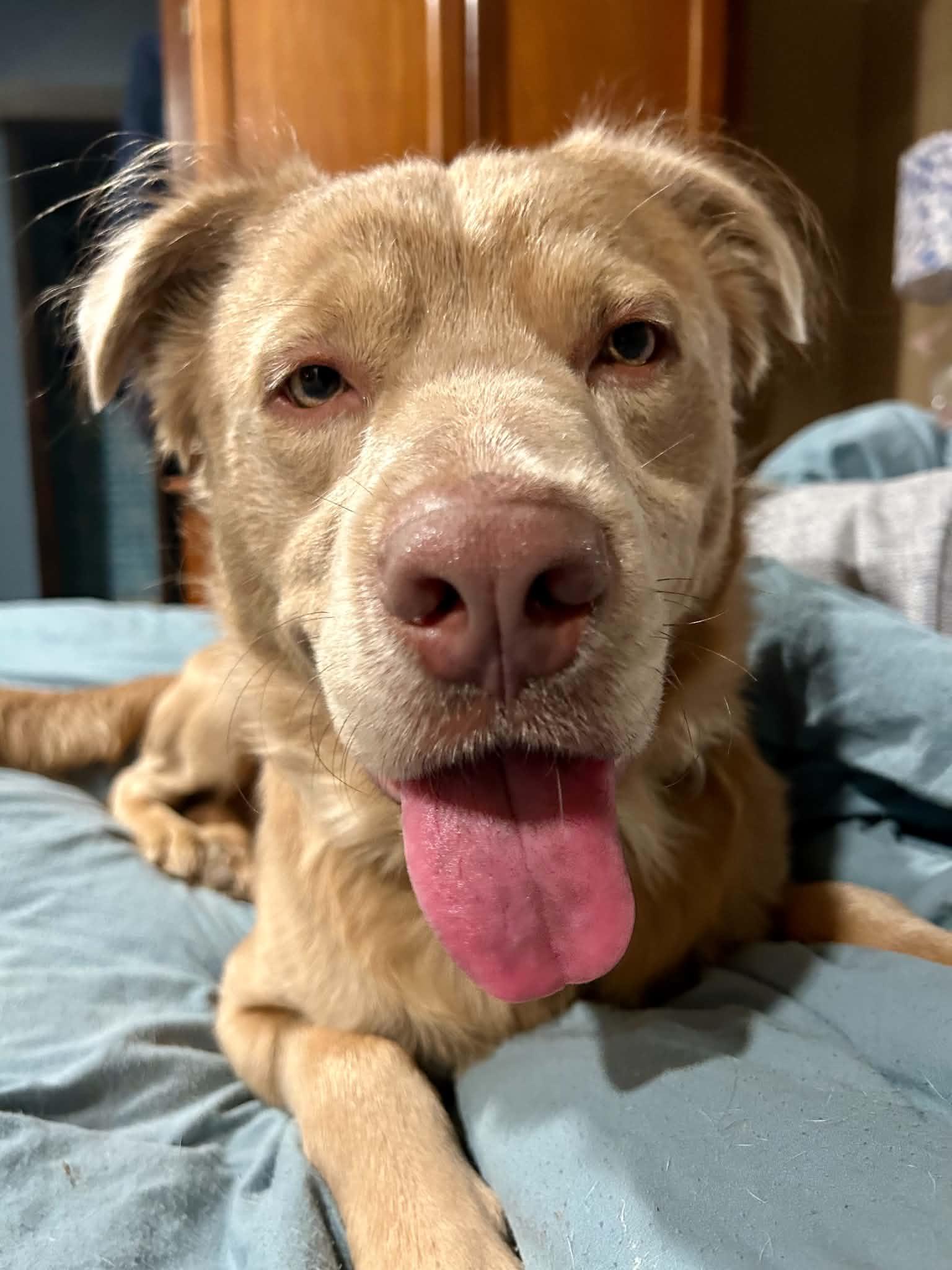 Buckley, Adopted, Young Male Mixed Breed.