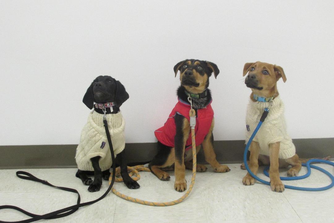 Jacks, ADOPTABLE, Puppy Male Mixed Breed.