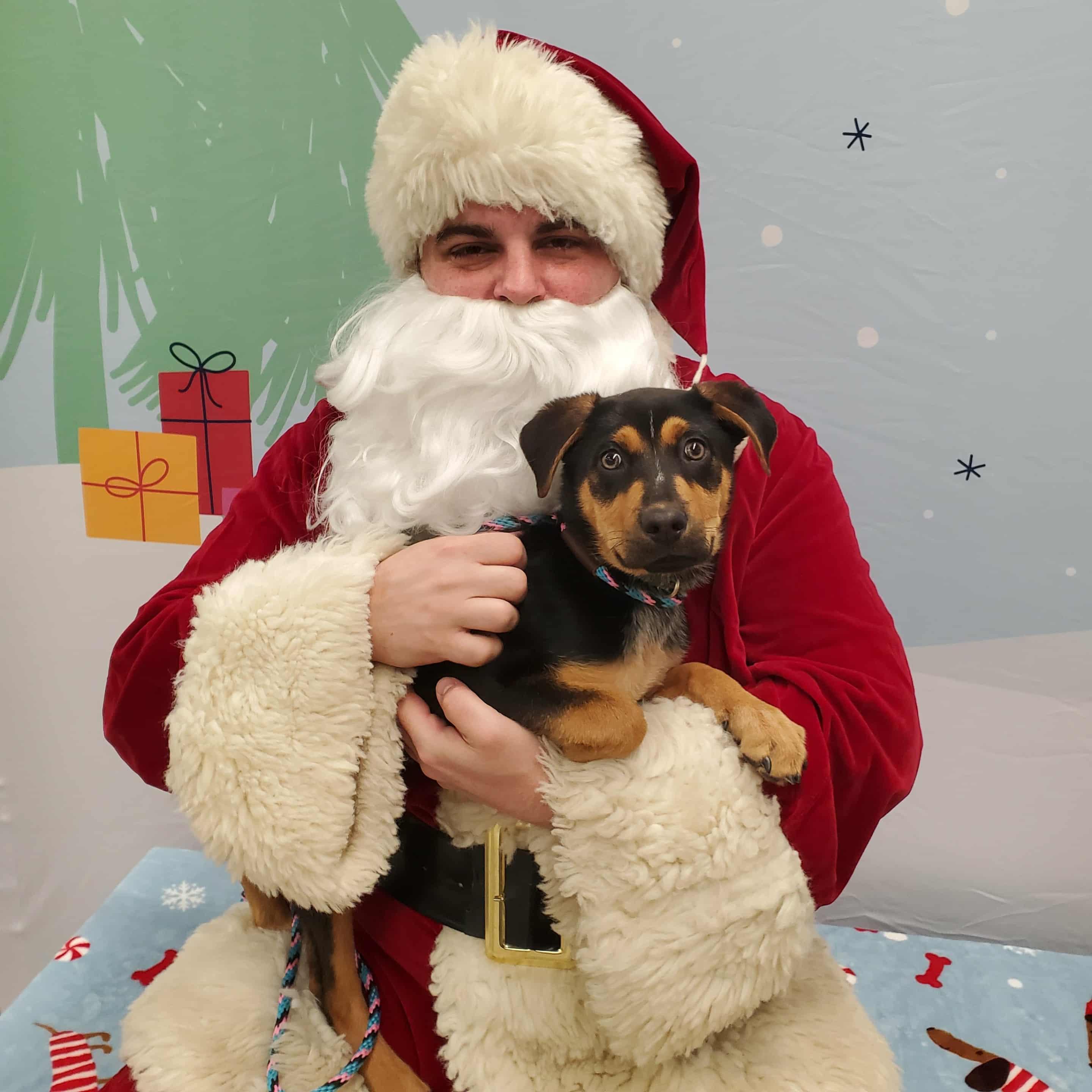 Jacks, a ADOPTABLE mixed breed in Goshen, KY image 2/5