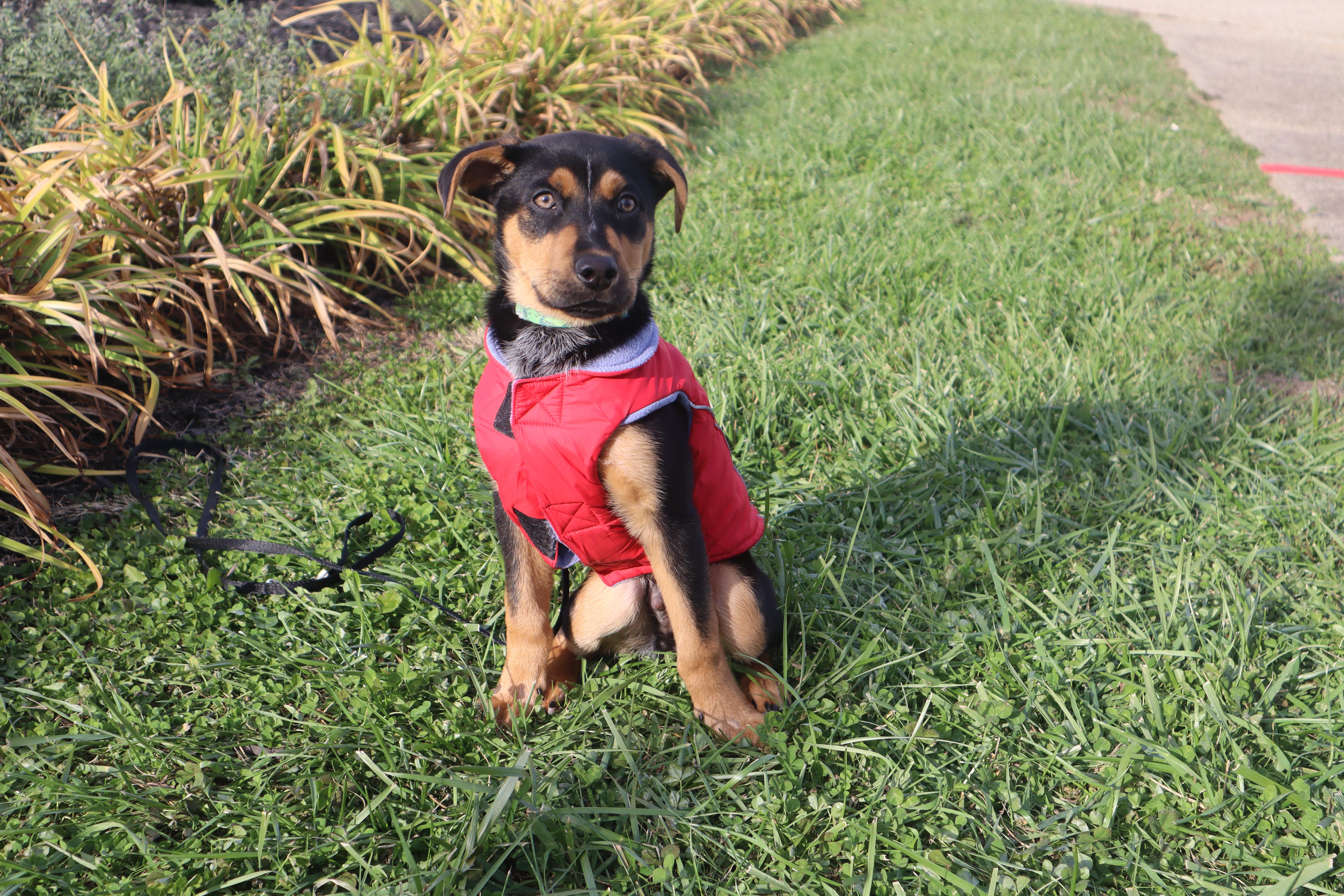 Jacks, a ADOPTABLE mixed breed in Goshen, KY image 3/5