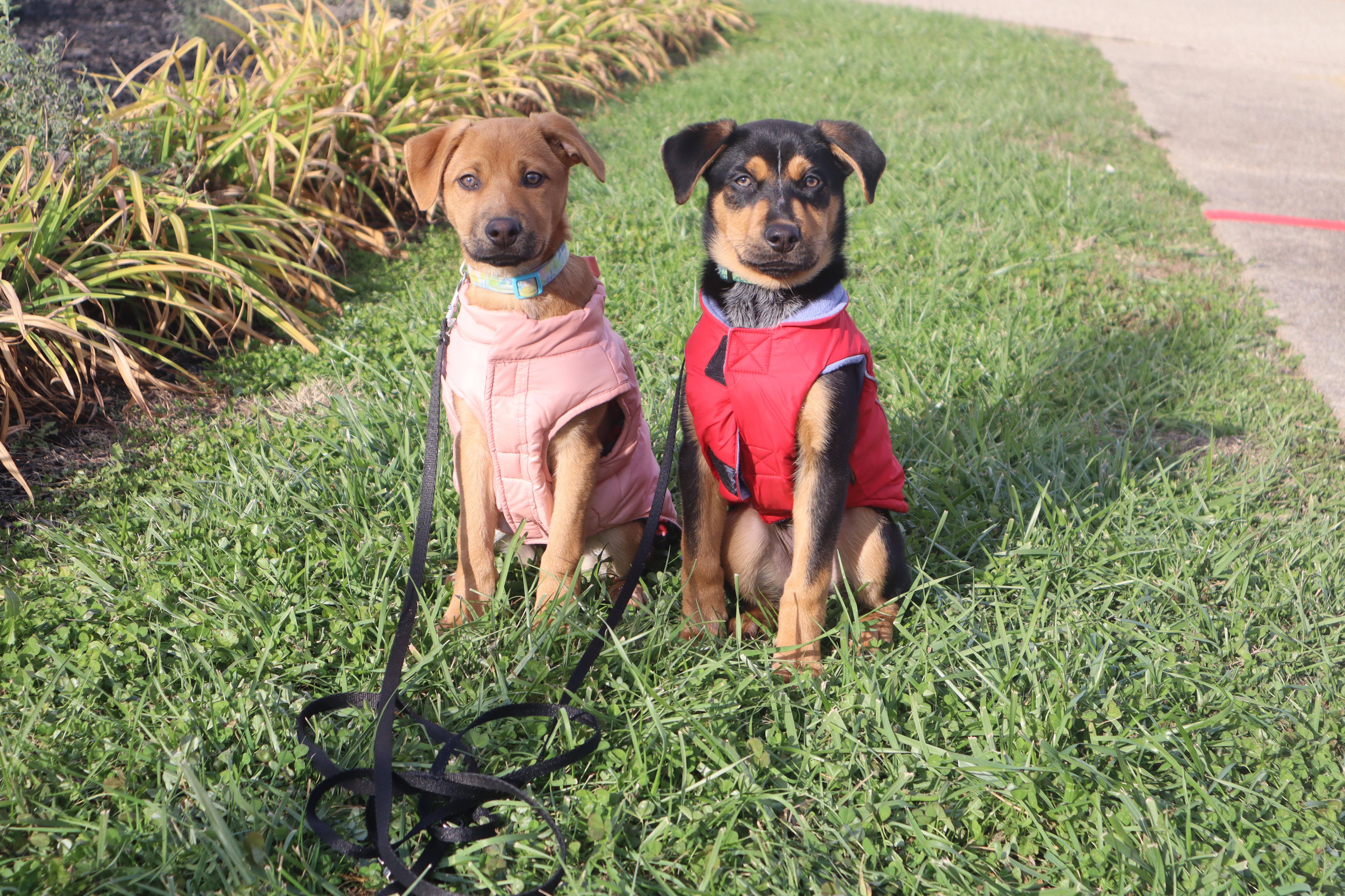 Jacks, a ADOPTABLE mixed breed in Goshen, KY image 4/5