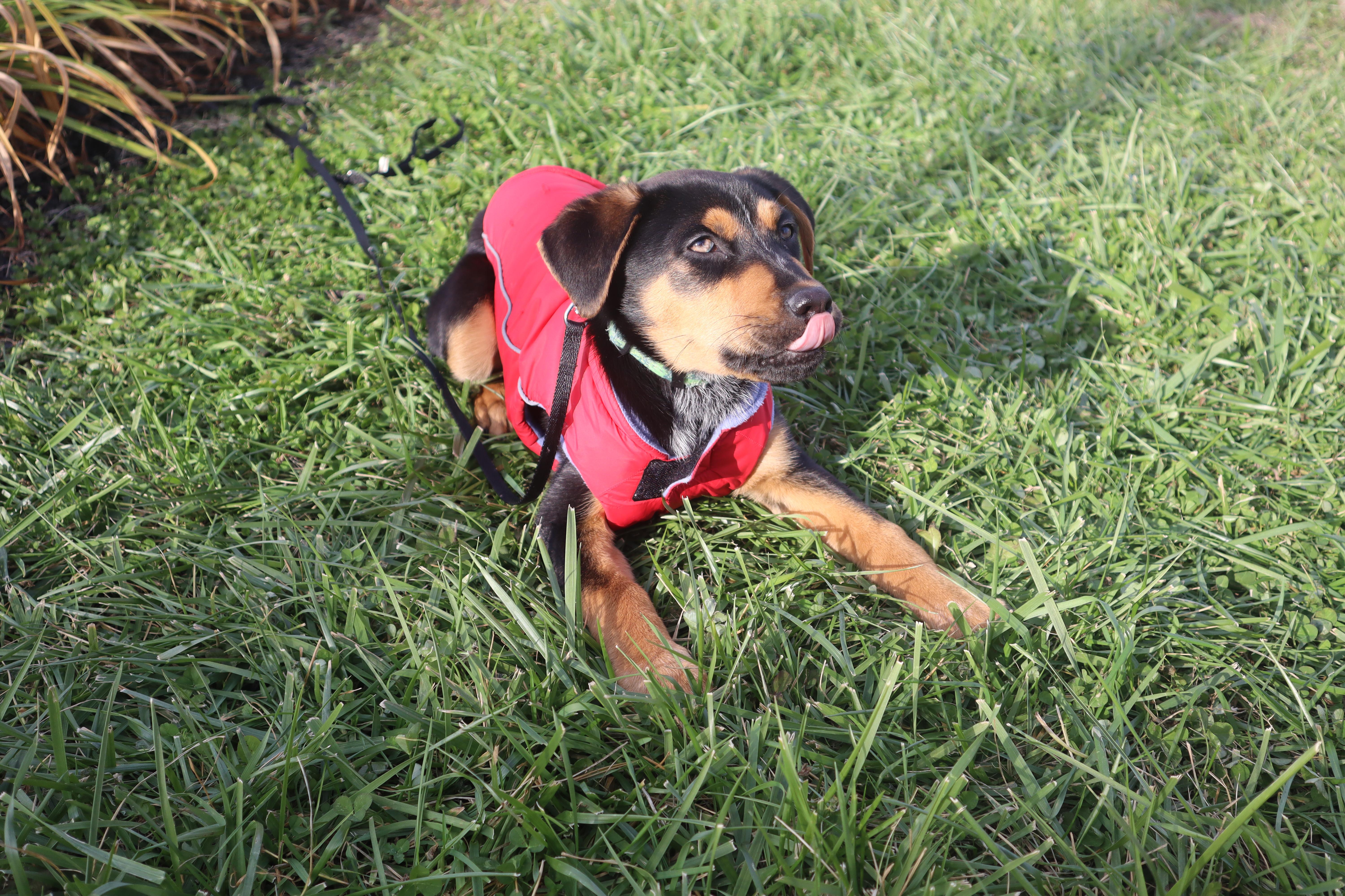 Jacks, a ADOPTABLE mixed breed in Goshen, KY image 5/5