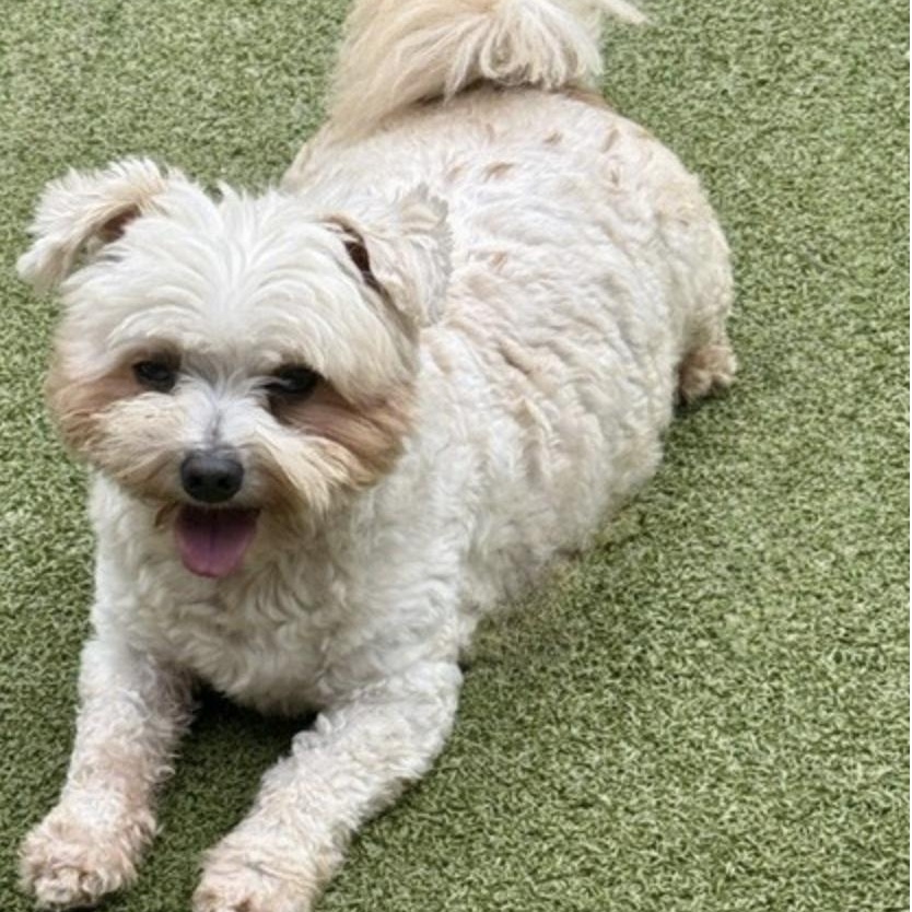 Enlarge TEDDY, a Adoptable mixed breed in wytheville, VA image 4/6