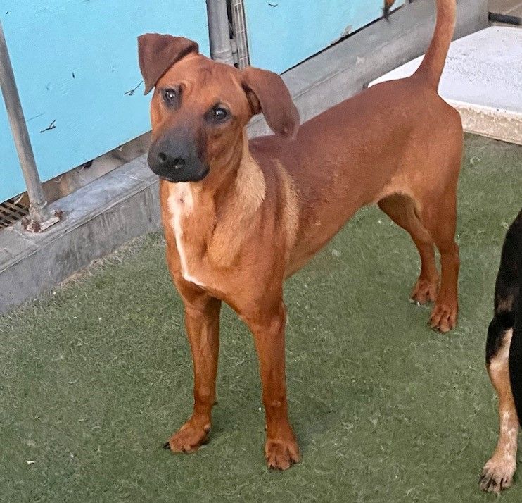 Nick, a Adoptable mixed breed in Newport Beach, CA image 1/14