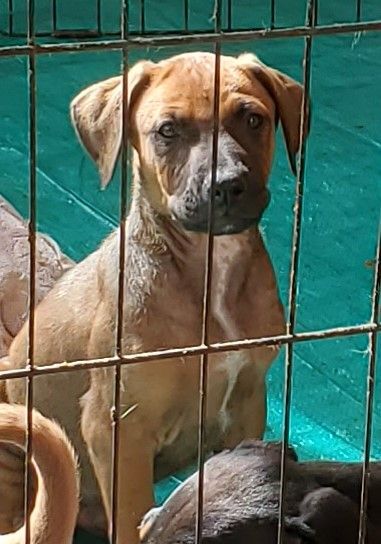 Nick, a Adoptable mixed breed in Newport Beach, CA image 2/14