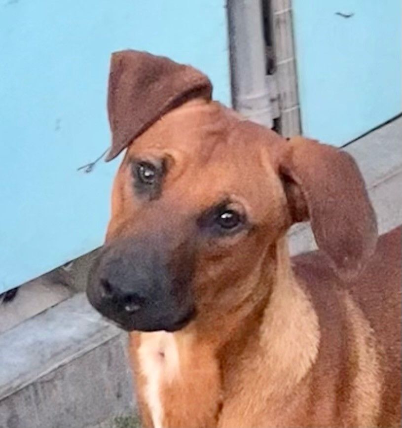 Nick, Baby Male Vizsla