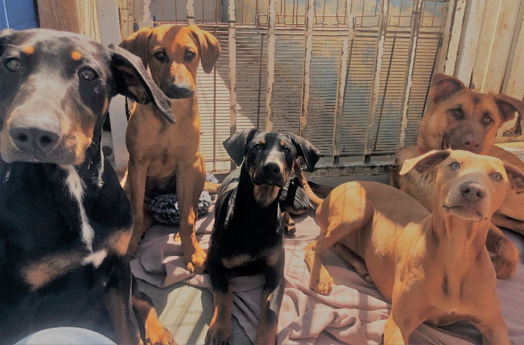 Nick, a Adoptable mixed breed in Newport Beach, CA image 4/14