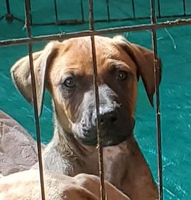 Nick, a Adoptable mixed breed in Newport Beach, CA image 5/14