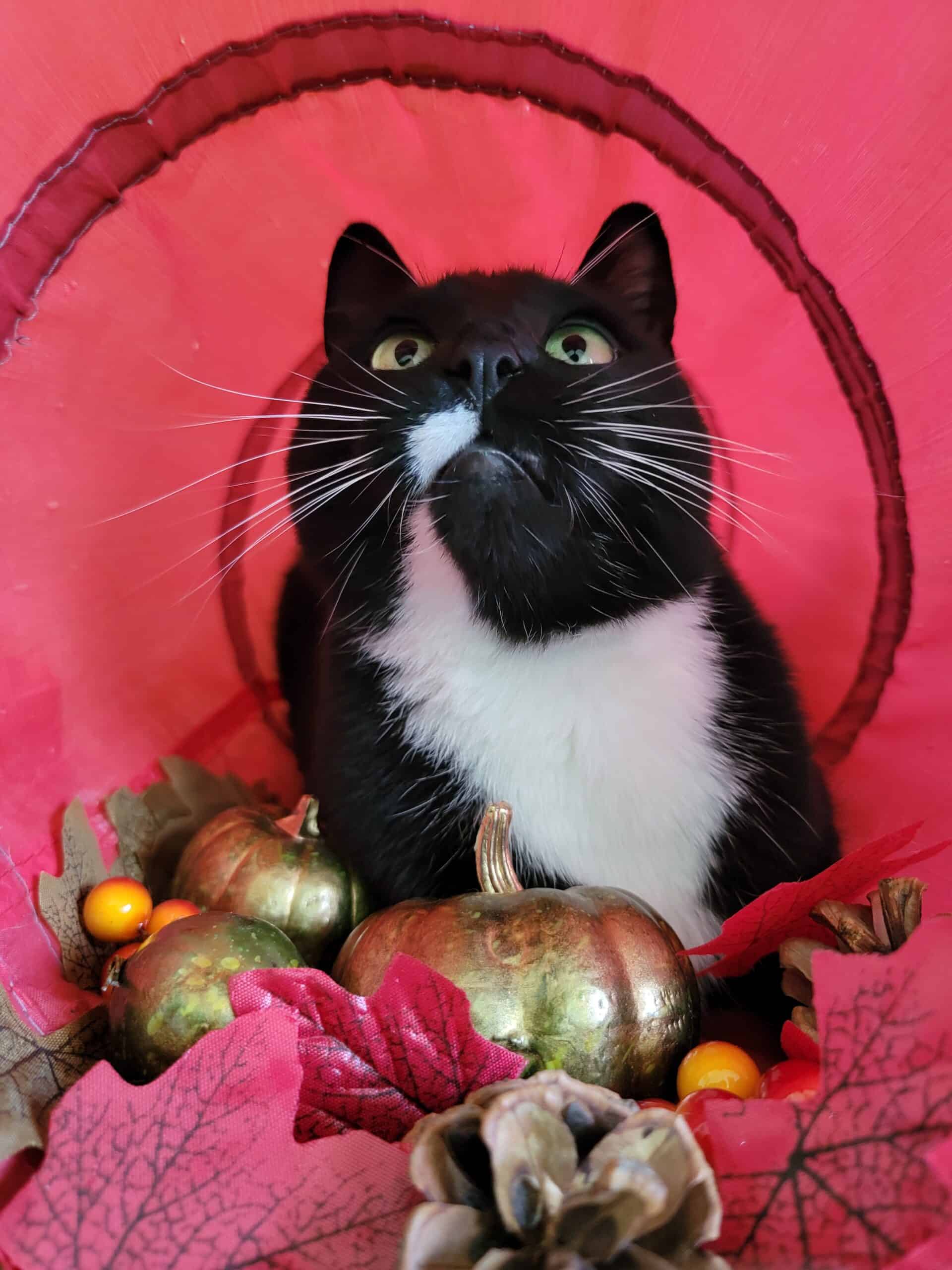 Enlarge Sriracha, a Adoptable Domestic Short Hair in Kimberley, BC image 1/5