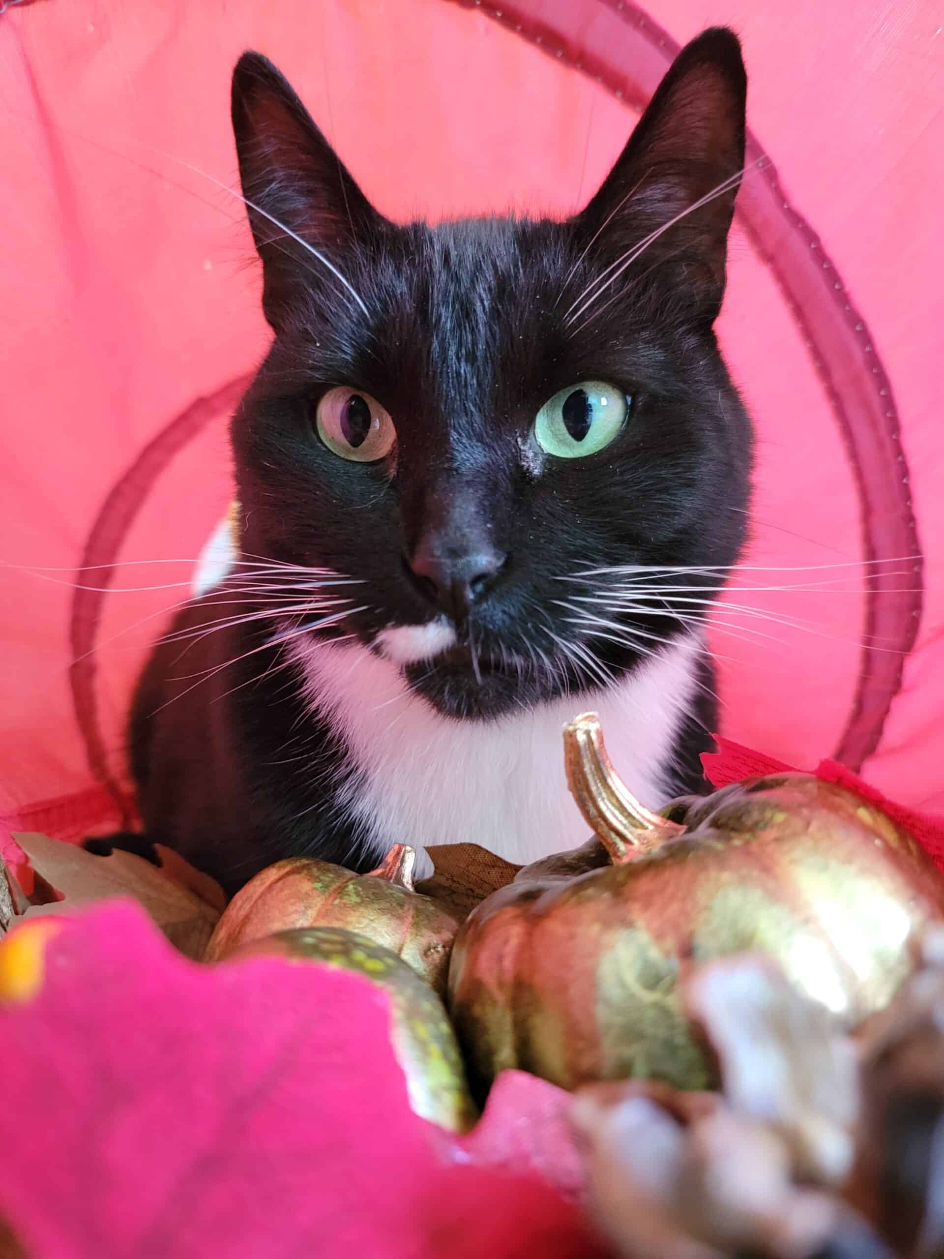 Enlarge Sriracha, a Adoptable Domestic Short Hair in Kimberley, BC image 2/5