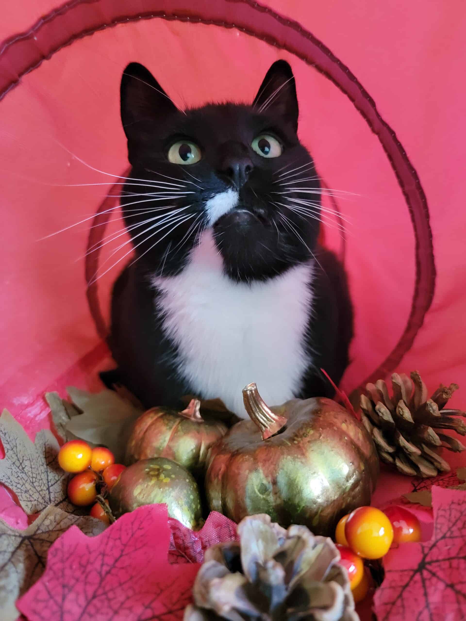 Enlarge Sriracha, a Adoptable Domestic Short Hair in Kimberley, BC image 3/5