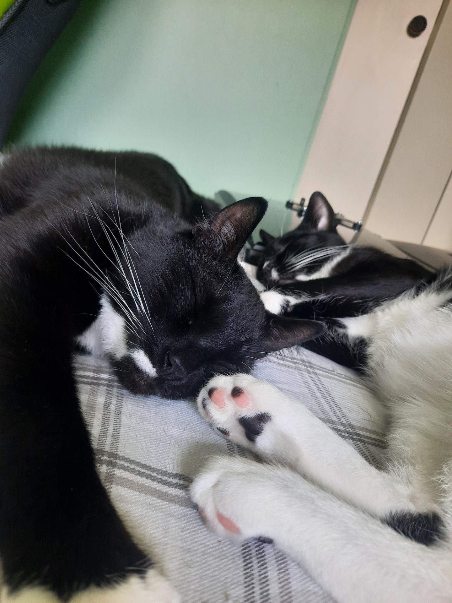 Enlarge Sriracha, a Adoptable Domestic Short Hair in Kimberley, BC image 4/5