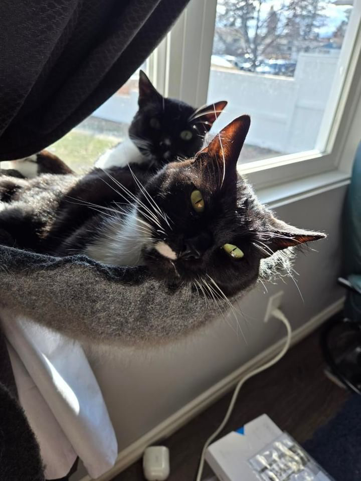 Enlarge Sriracha, a Adoptable Domestic Short Hair in Kimberley, BC image 5/5