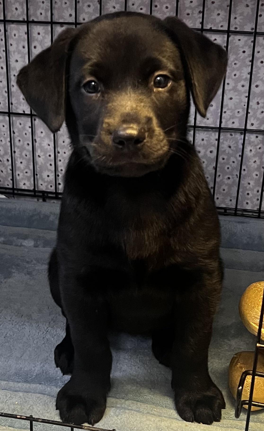 Enlarge Annie, a Adopted Labrador Retriever in Los Angeles, CA image 2/4