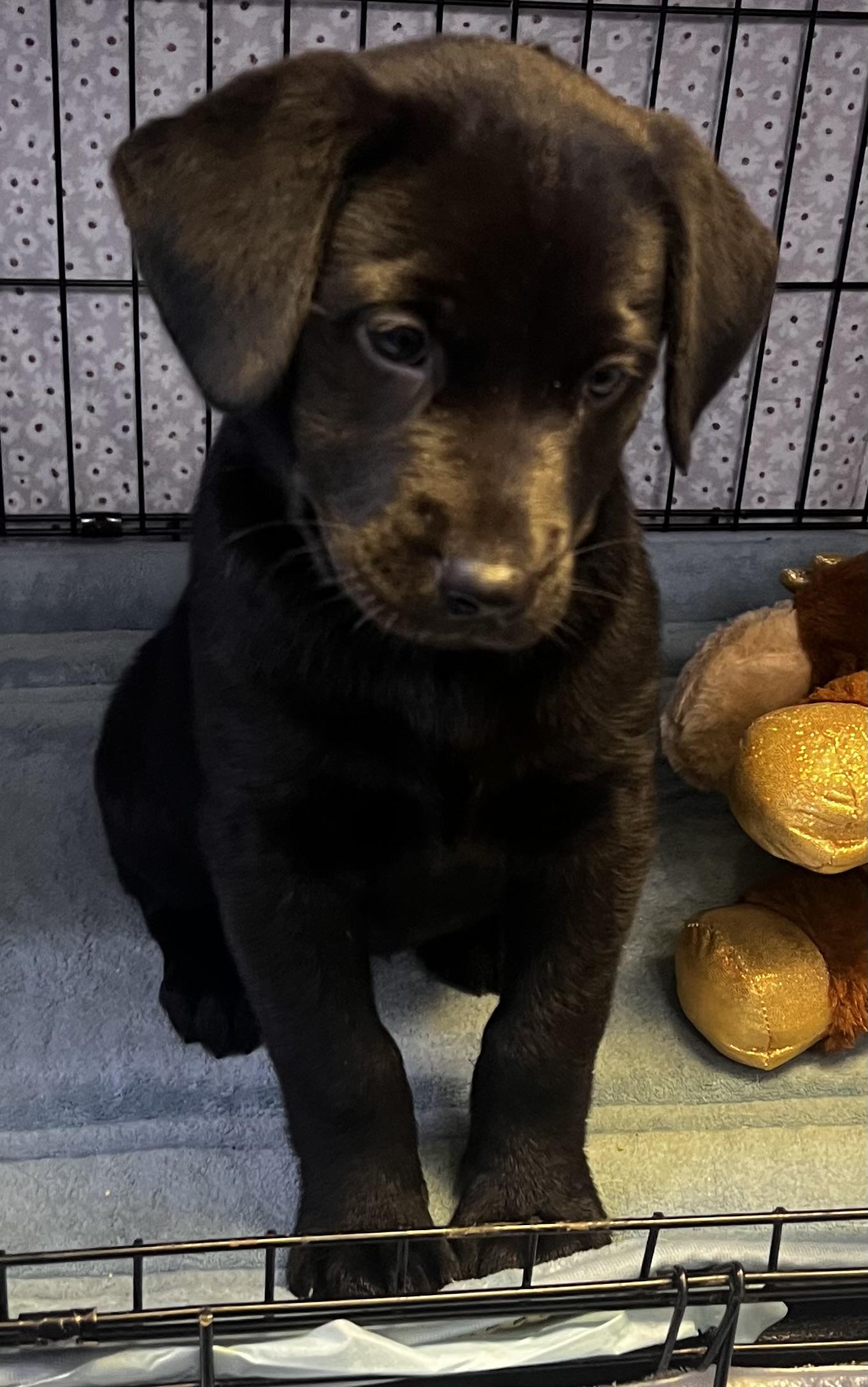 Enlarge Annie, a Adopted Labrador Retriever in Los Angeles, CA image 3/4
