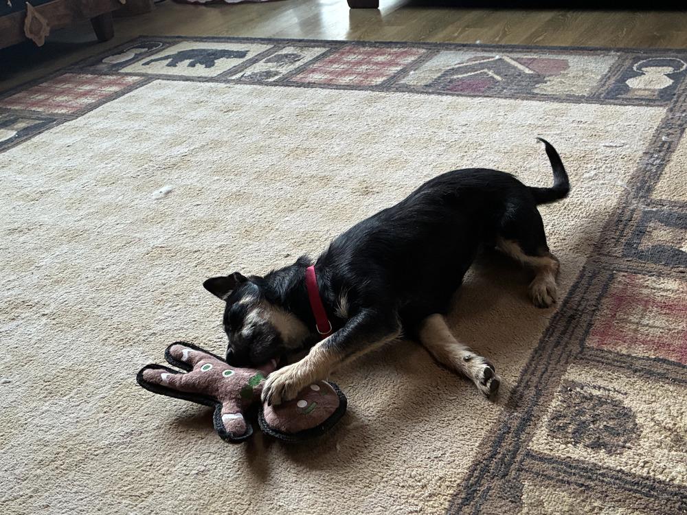 Enlarge Teddy, a Adoptable mixed breed in Evergreen, CO image 1/6